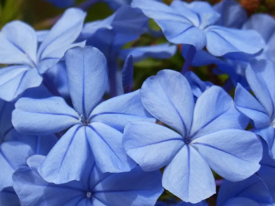 A very beautiful photo of blue flowers for WhatsApp and Telegram profiles