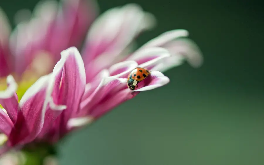 Beautiful Ladybug and Beautiful Flower Wallpaper