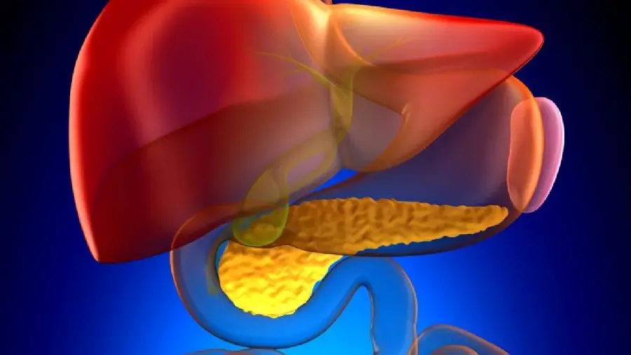 Gallbladder