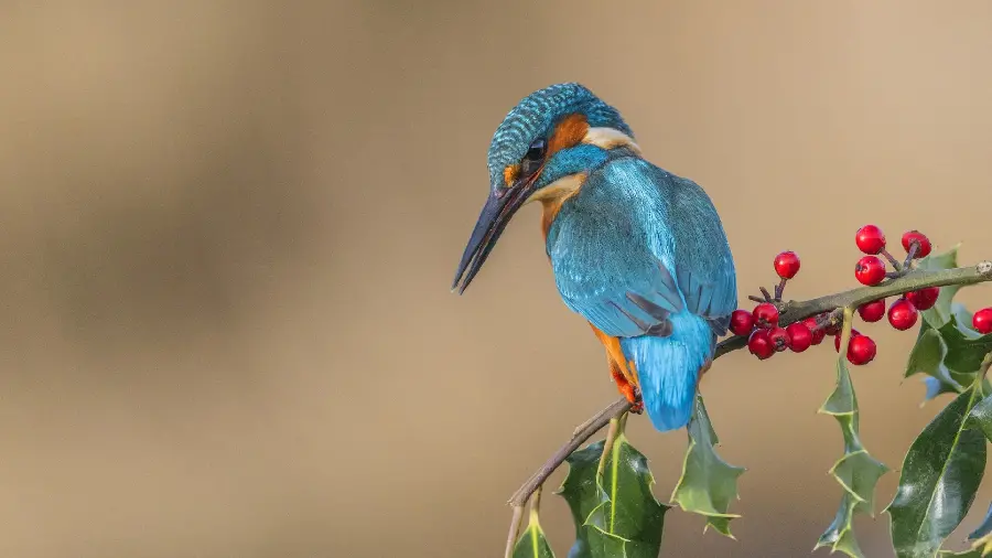 Beautiful Bird Wallpaper and Background for 4k for Computer