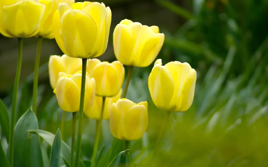 High Quality Yellow Tulip Flower Photo for Printing and Design