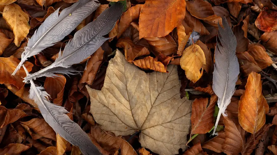 Autumn leaf and feather art photo as a background for all kinds of laptops