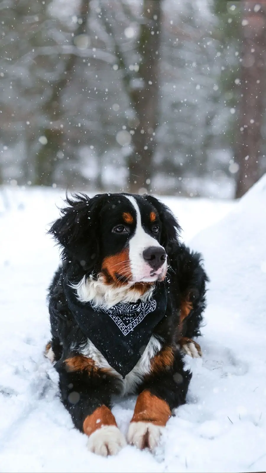 Download New Wallpaper of Dog with Scarf in Snow