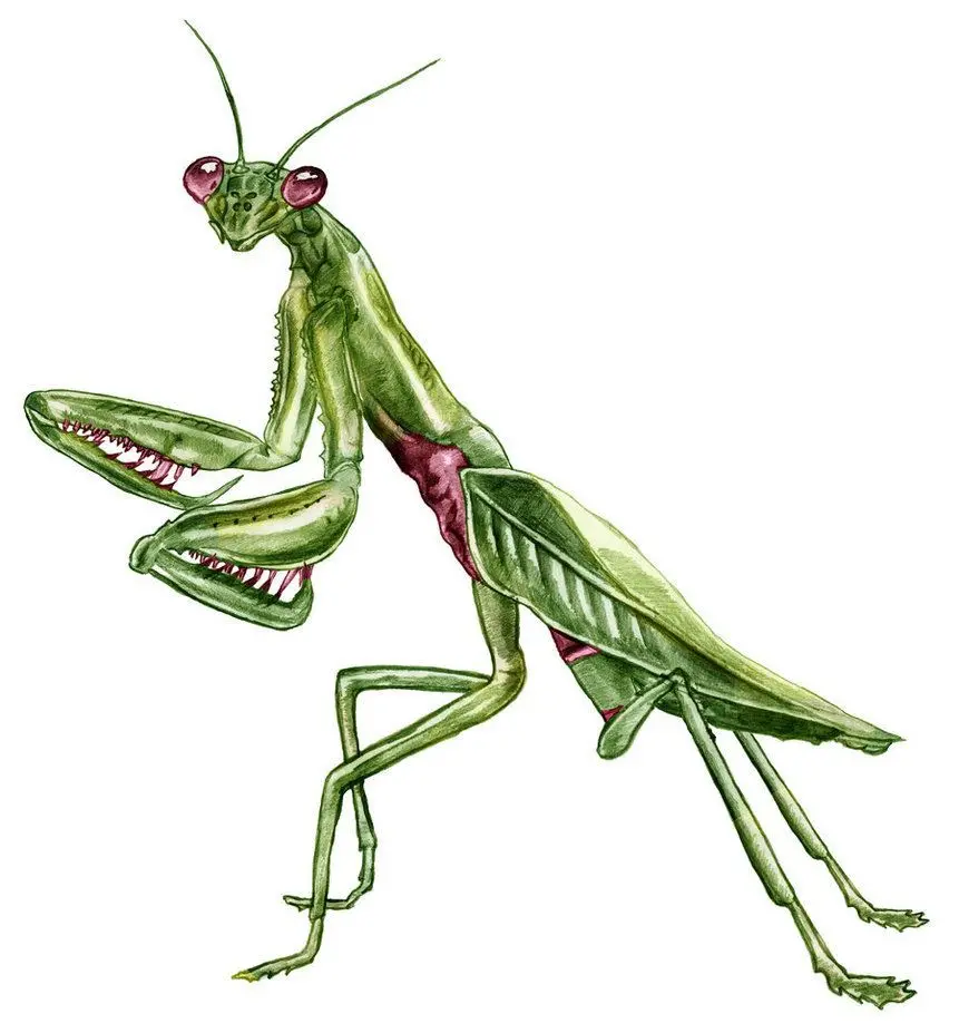 Latest Interesting Mantis Insect Vector for Painting Pattern