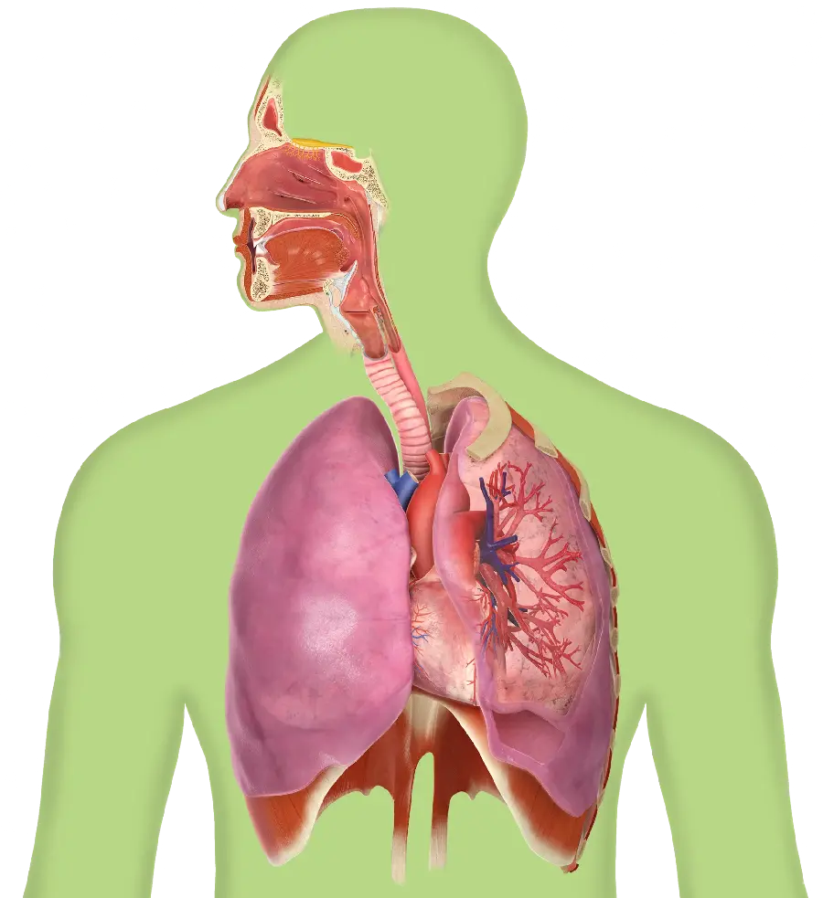 Photo of the anatomy of the lungs and respiratory system in png format