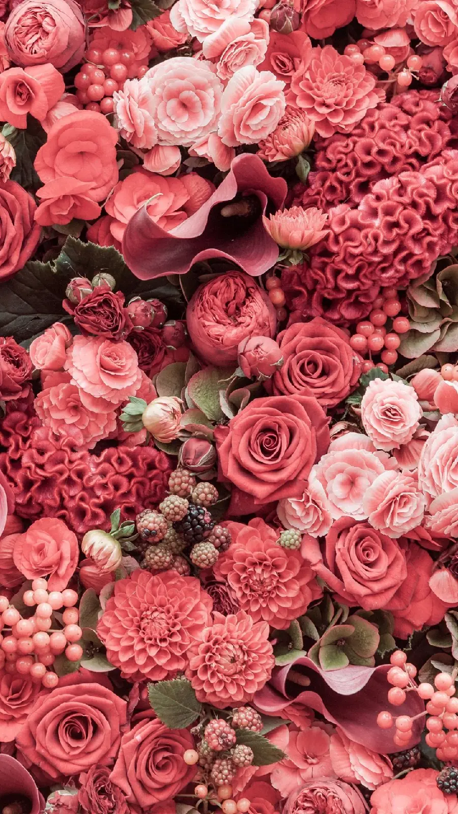 Download wallpaper for all types of phones with red flower designs