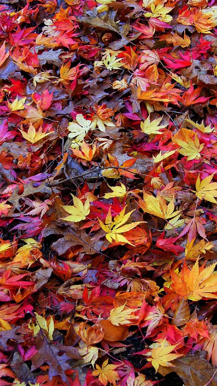 Beautiful colorful autumn leaves photo in nature