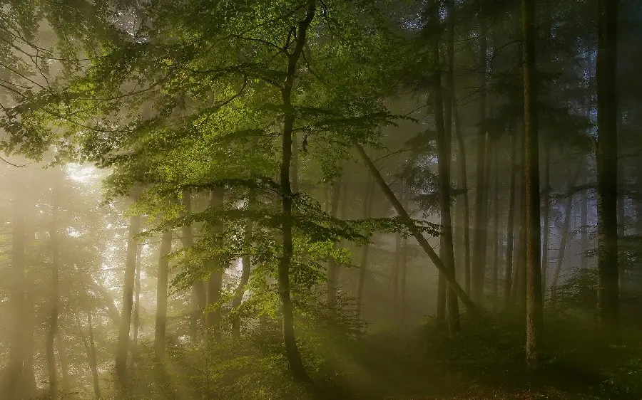 High quality spring forest stock photo