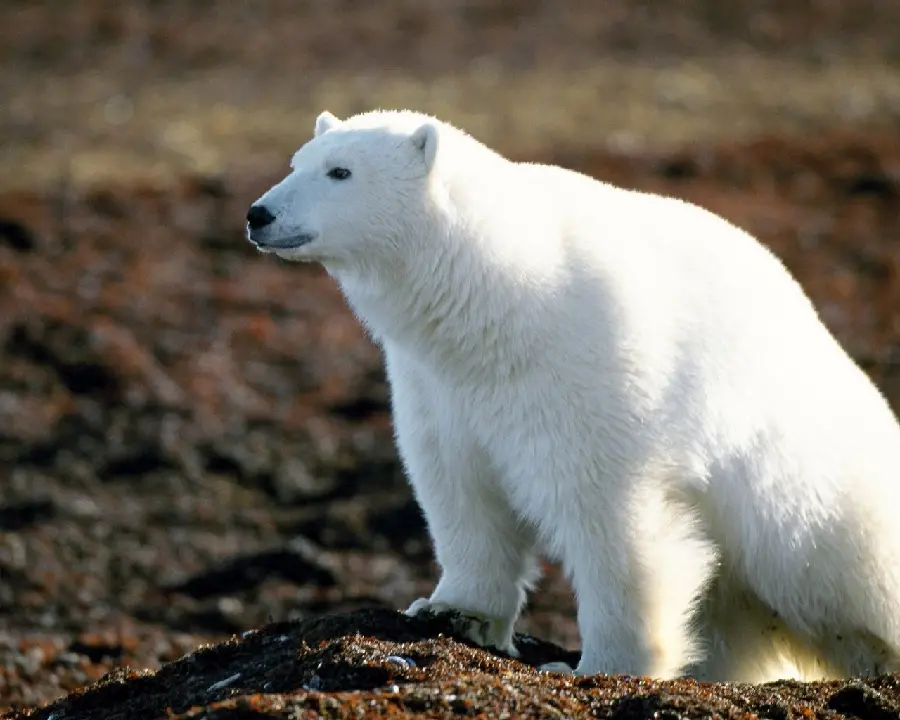 Background High quality of a beautiful polar bear for Windows 11