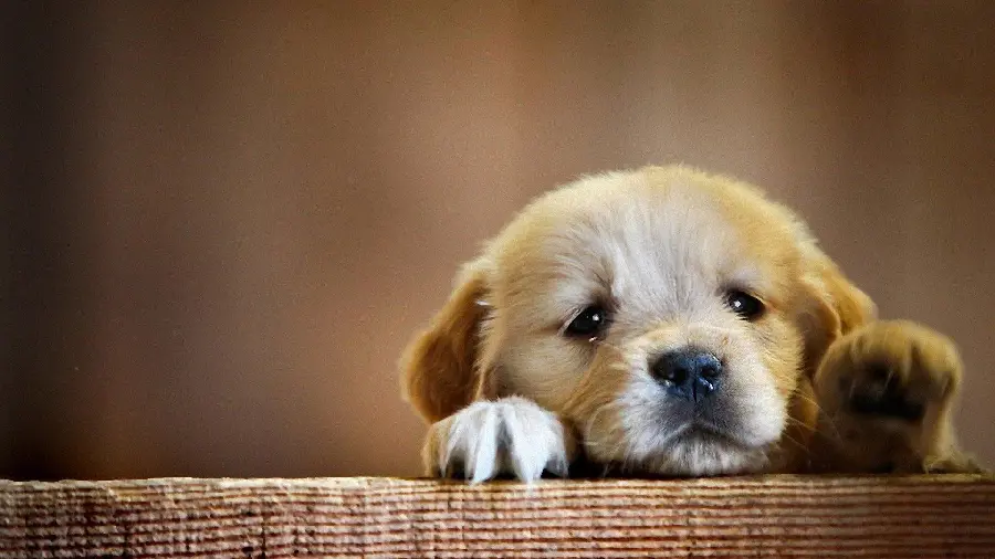 Photo of a brown oppressed dog for Telegram and WhatsApp profiles