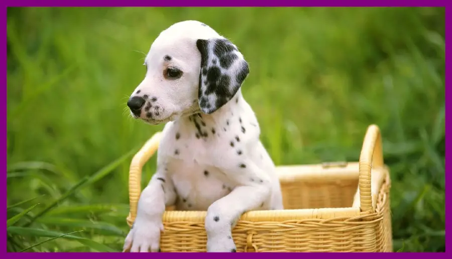 Black and white spotted dog photo in a basket for profile