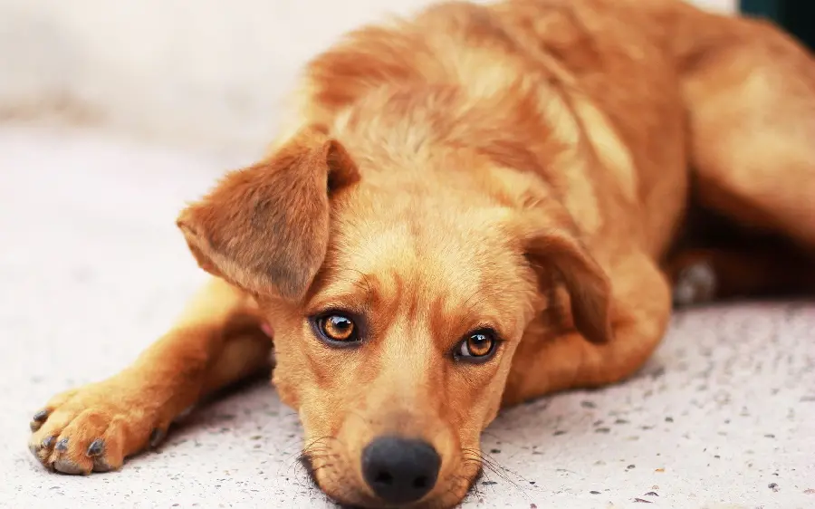 Stock image of a funny dog ​​with high quality and beautiful background, a wonderful photo