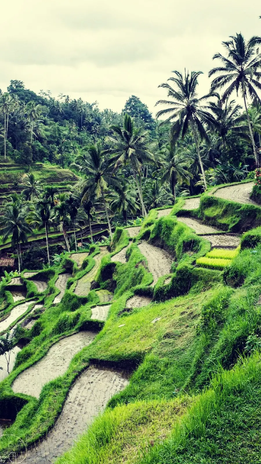 Picture of the most popular green and natural attraction in Bali