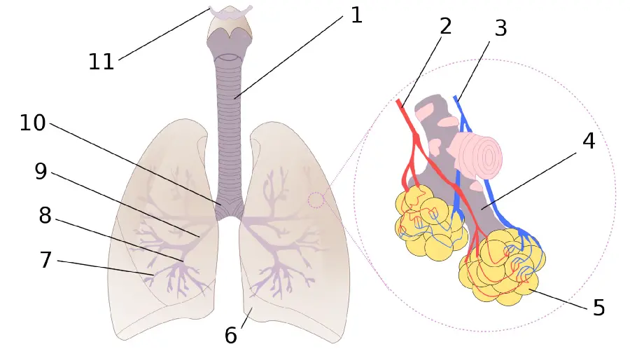Photo of Different Parts of Human Lung