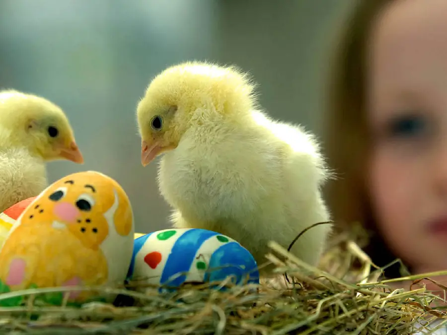 The latest picture of little yellow chicks next to the egg