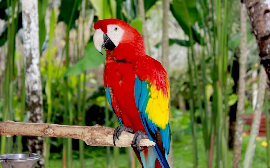 HD background photo of the scarlet macaw parrot with eye-catching yellow and blue wings