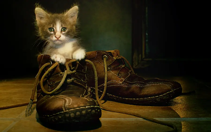 Download stock photo of a cute kitten in a shoe, a quality and beautiful image