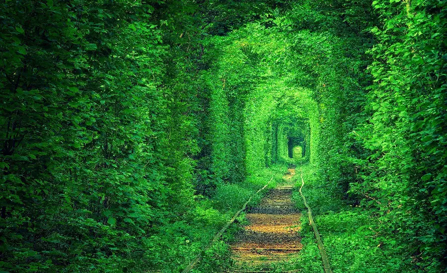 Dreamy Desktop Wallpaper of Green Forest Tunnel 2023