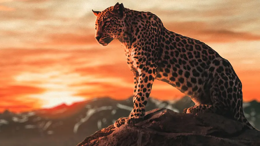 Photo of a leopard for a cool profile