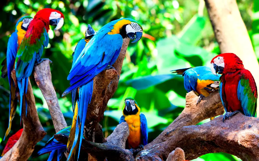 The most beautiful stock photo of macaw parrots in the heart of the green forest 1401