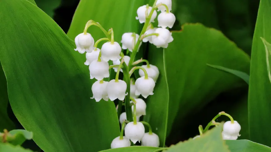 A charming and beautiful photo of a white flower suitable for desktop wallpaper
