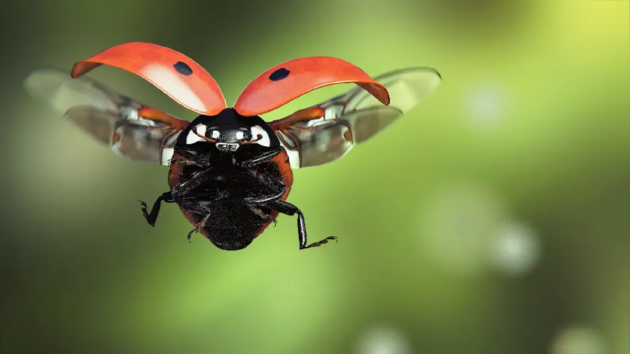 Photo of a flying ladybug for wallpaper