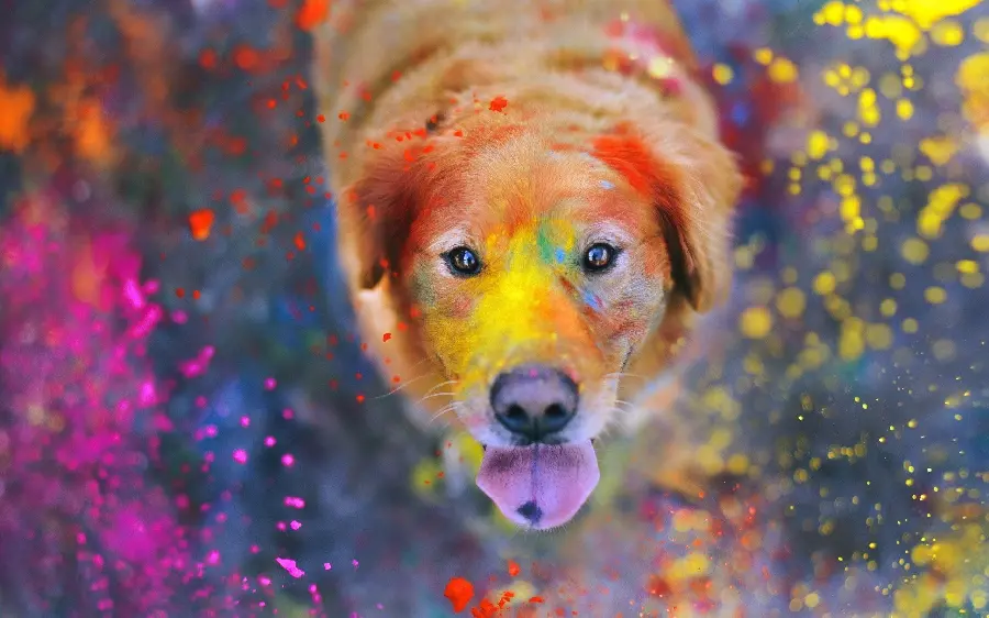 Beautiful Brown Dog Wallpaper for Computer Desktop