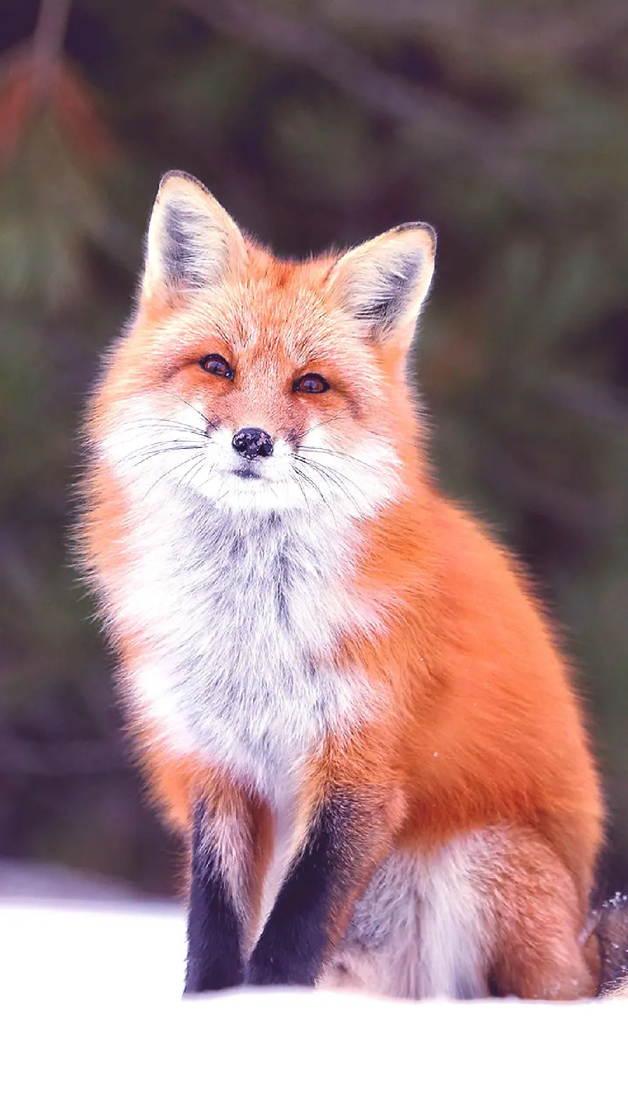 Brown Fox Mobile Background