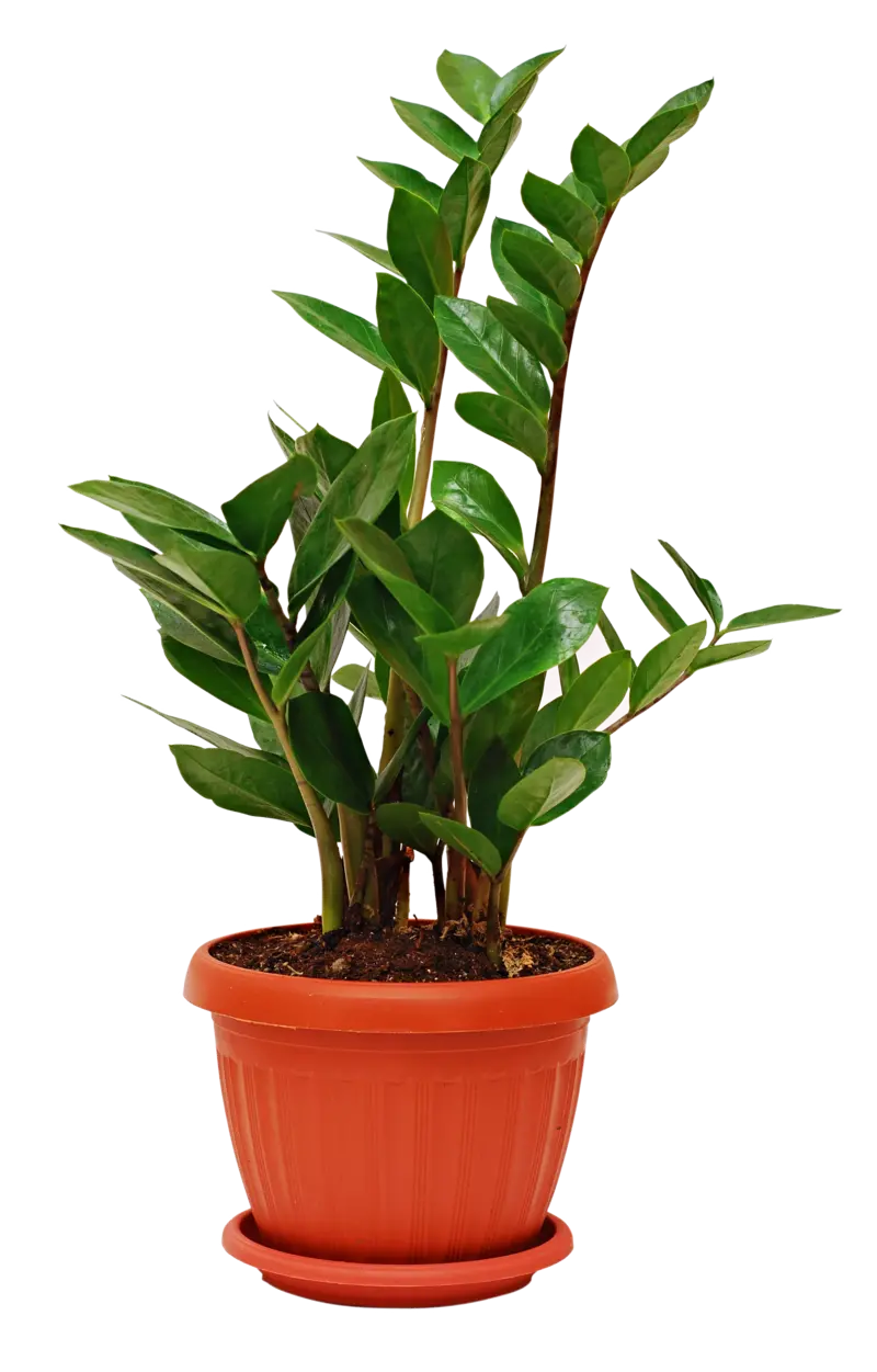 Spoon Houseplant Photos PNG Without Background