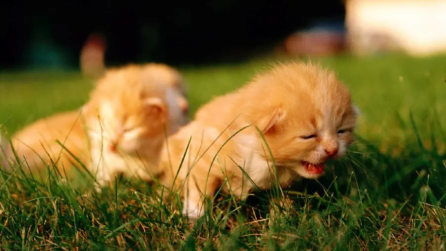 Orange Mellow Kitten Photo for Telegram Profile