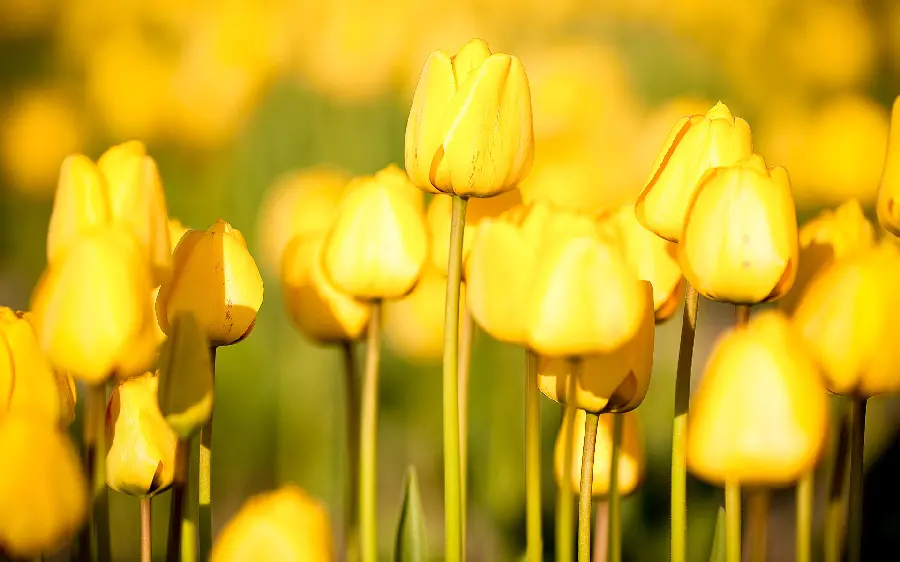 Download a yellow tulip photo for your Telegram, Instagram and WhatsApp profile