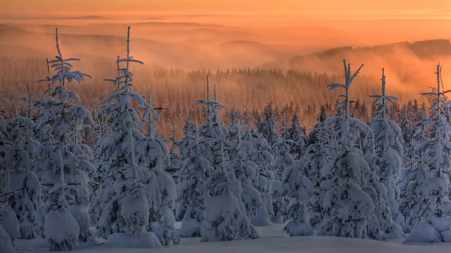 Most Downloaded HD Photo of Snow-Covered Trees in Scandinavia