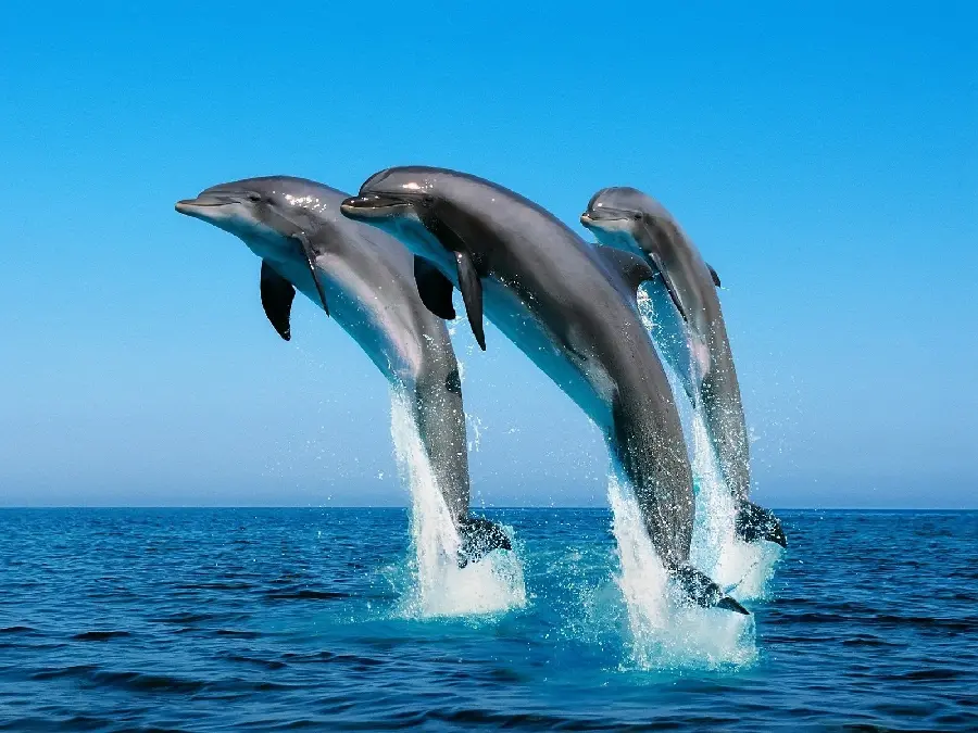 Real dolphin photo with high quality for profile and background
