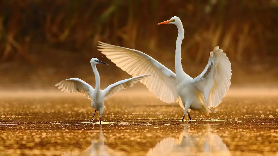 Stock Photo of Seabird Playing with Her Baby