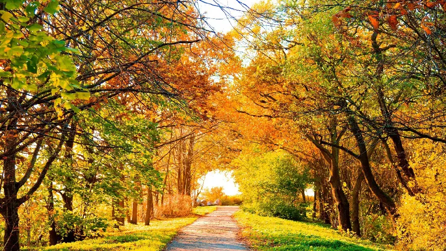 Autumn seven-color tunnel photo for Telegram and WhatsApp profiles