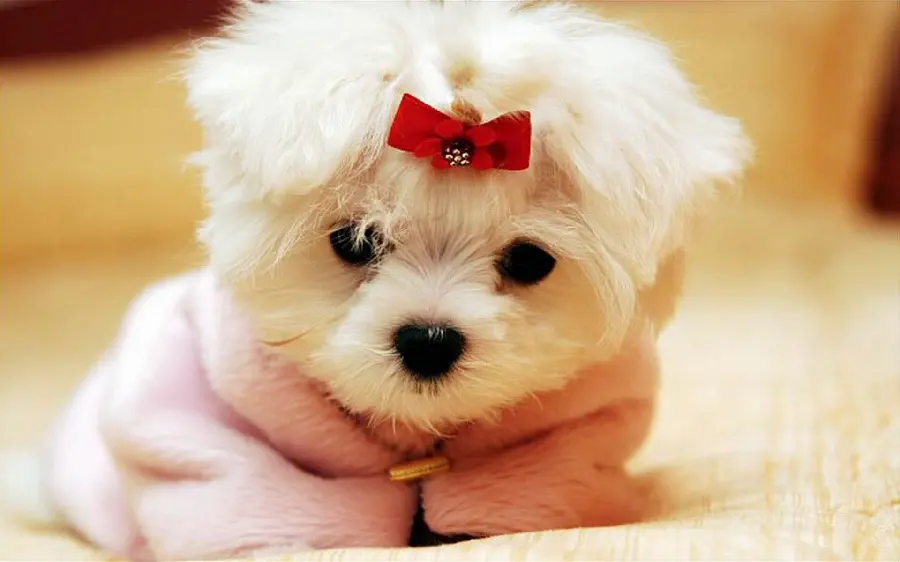 8k Photo of Cute Little Dog with Bow Tie and Clothes for Desktop
