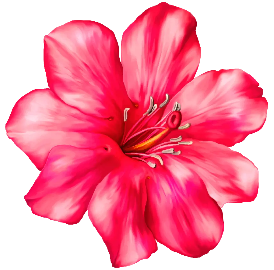 The Most Beautiful Red Flower PNG Photo