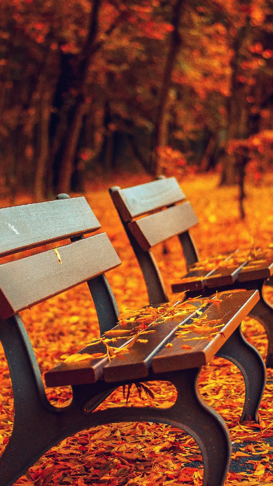 Lovely bench photo in autumn for profile