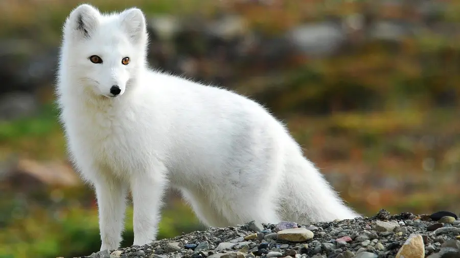 Glorious photo of a white fox cub for WhatsApp profile 
