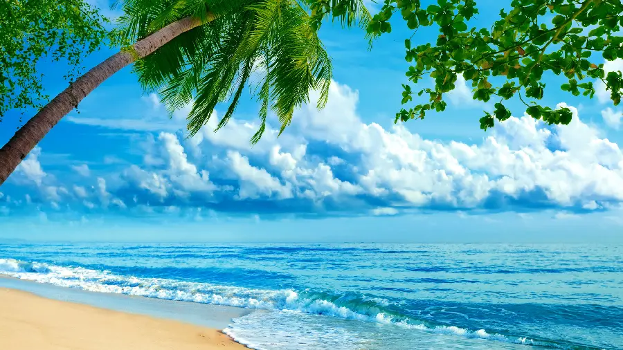 The most beautiful beach wallpaper with beautiful palm trees in high quality 