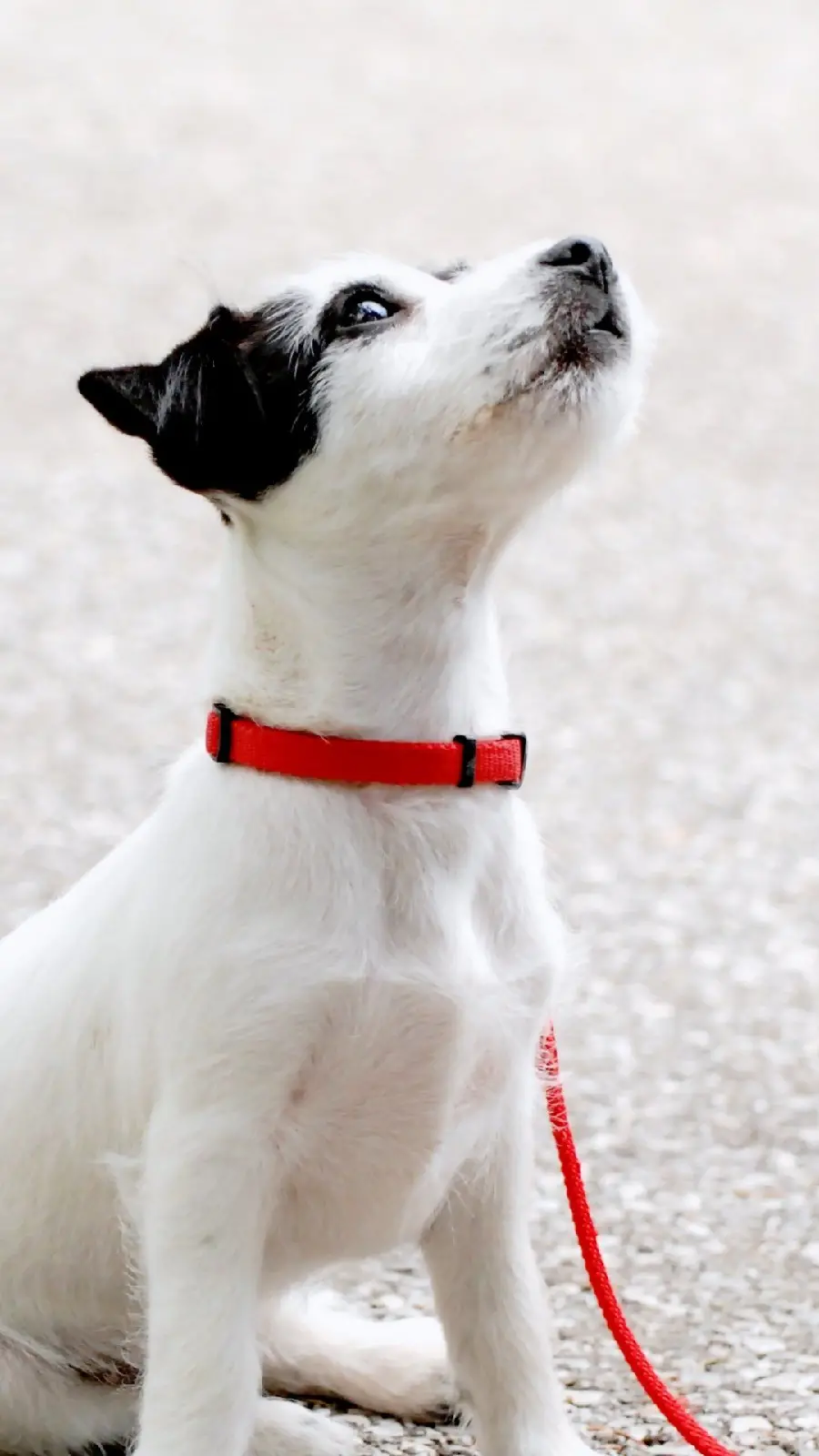 High quality artistic view of a black and white dog with a red rope