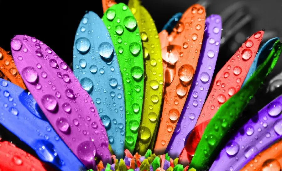 Popular Colorful Flower Photo HD for Laptop