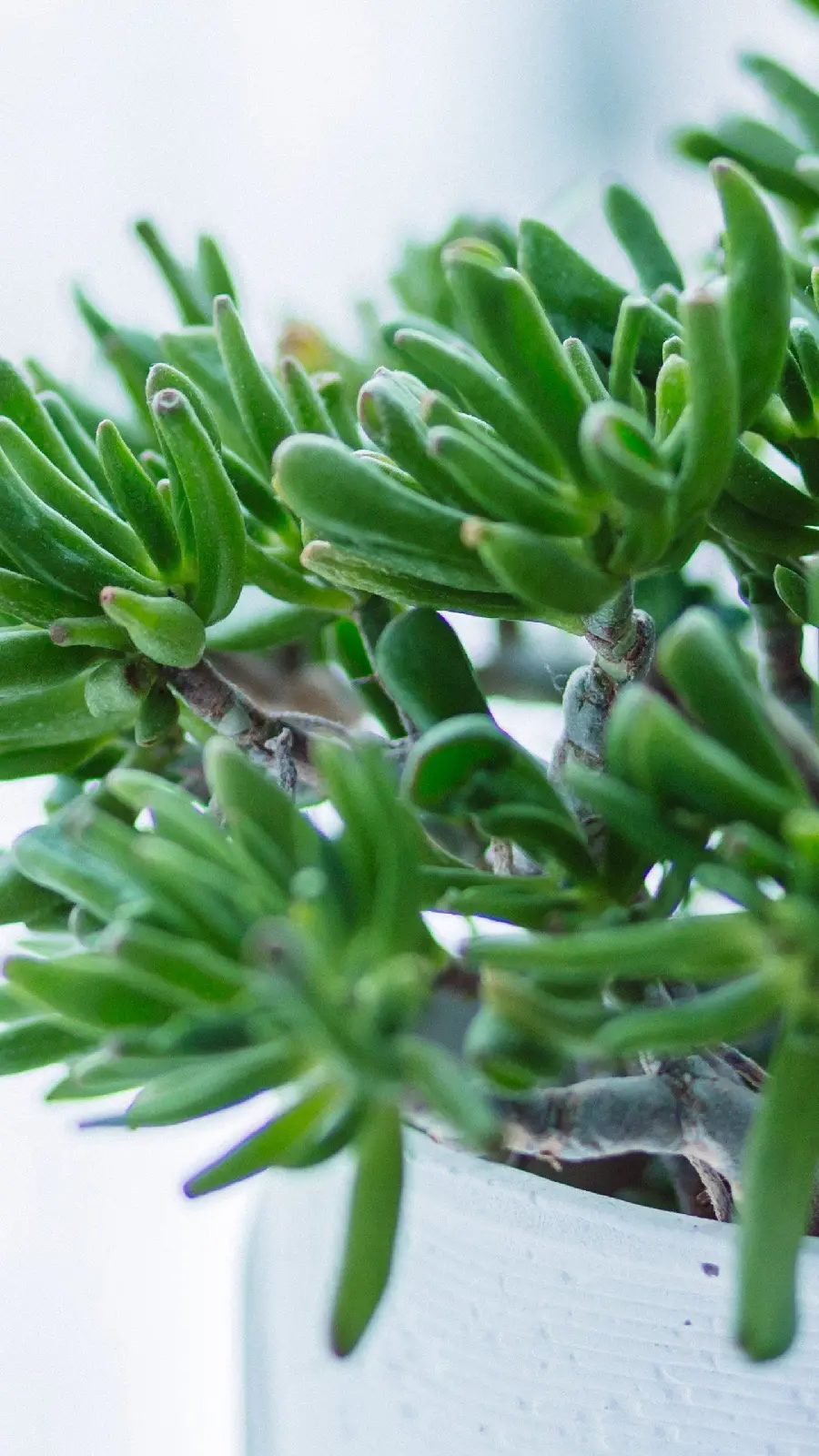 Focused Houseplant Photos