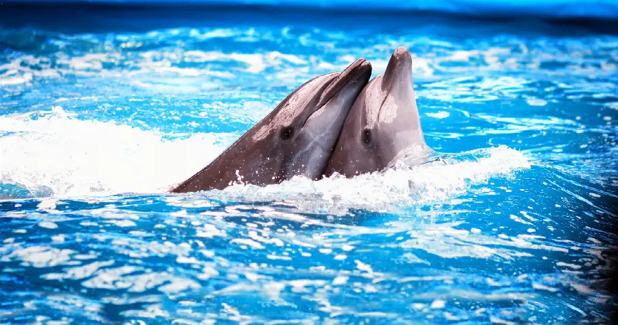 High-quality photo of dolphins and water suitable for design and printing