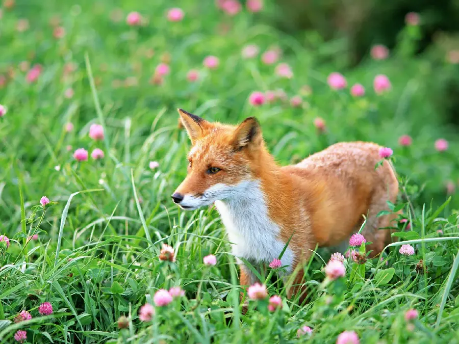 A spectacular photo of a beautiful fox cub in a flower field