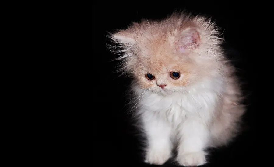 Cute Little Persian Cat Profile for WhatsApp