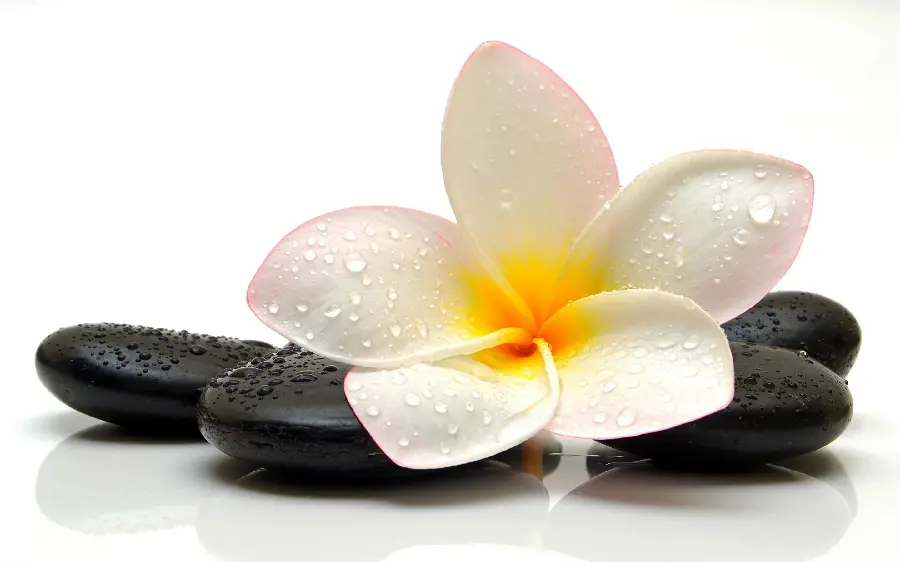 Free download of Background Beautiful Plumeria Flower for Laptop