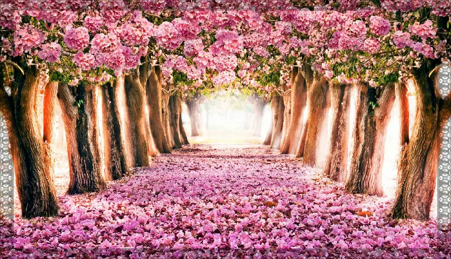 Photo of a sidewalk full of spring blossoms