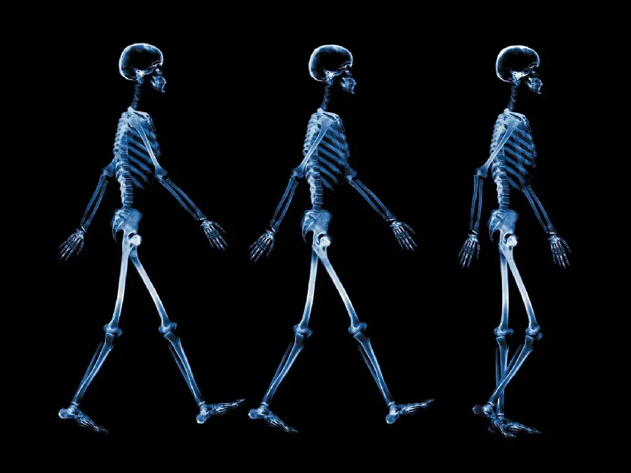 Free download of the best radiology of human walking and walking
