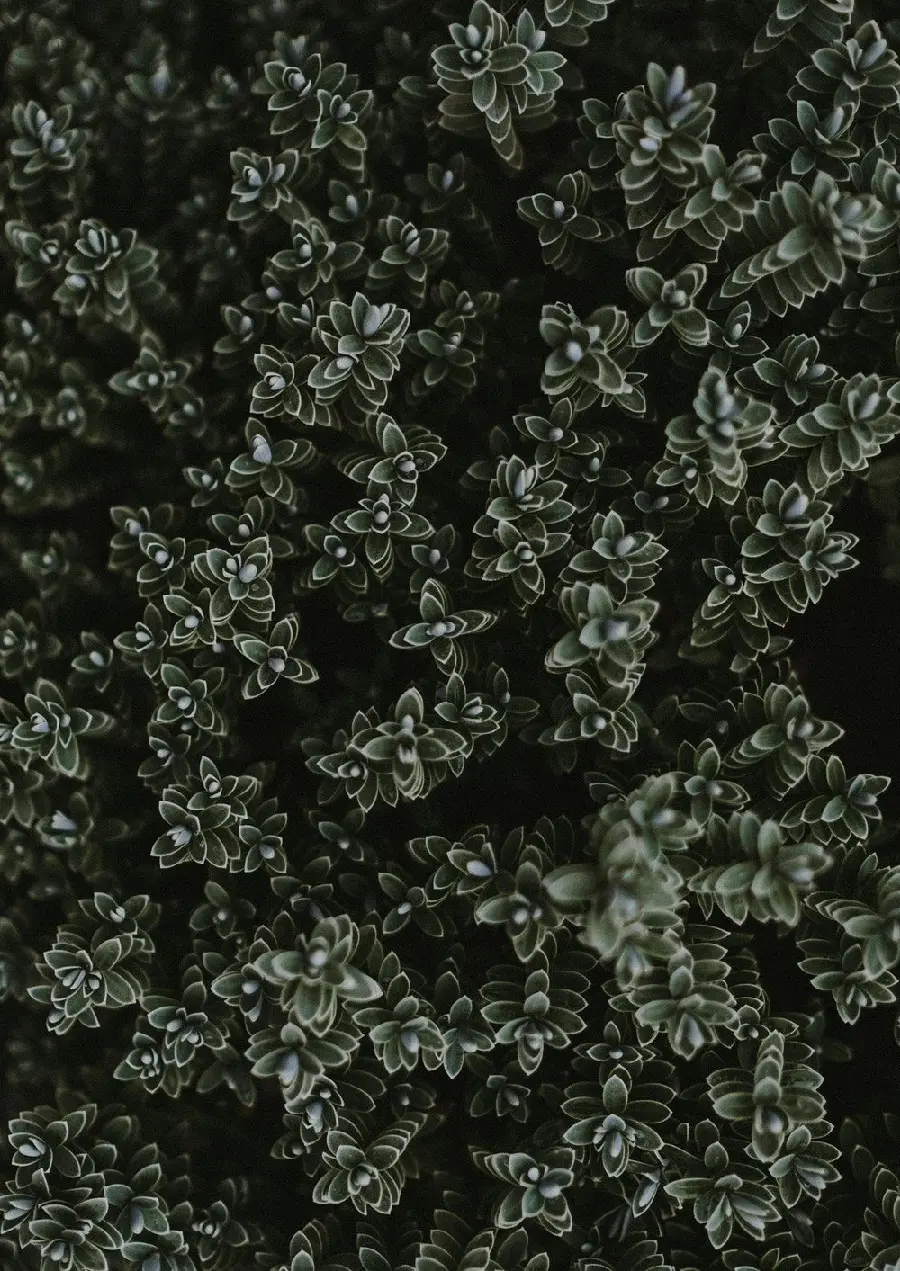 Very delicate image of a blooming flower bush for the system background